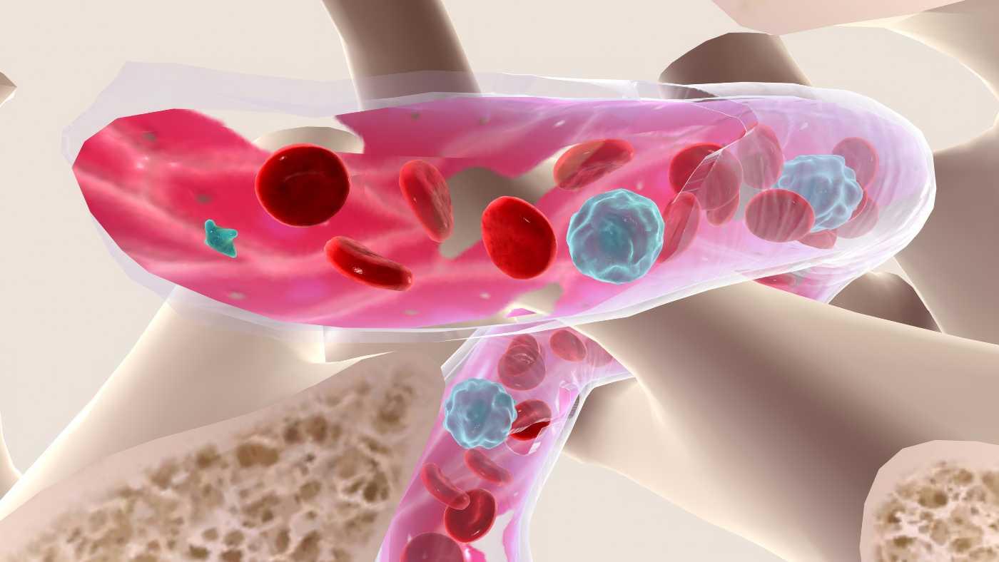 Red blood cells bone marrow