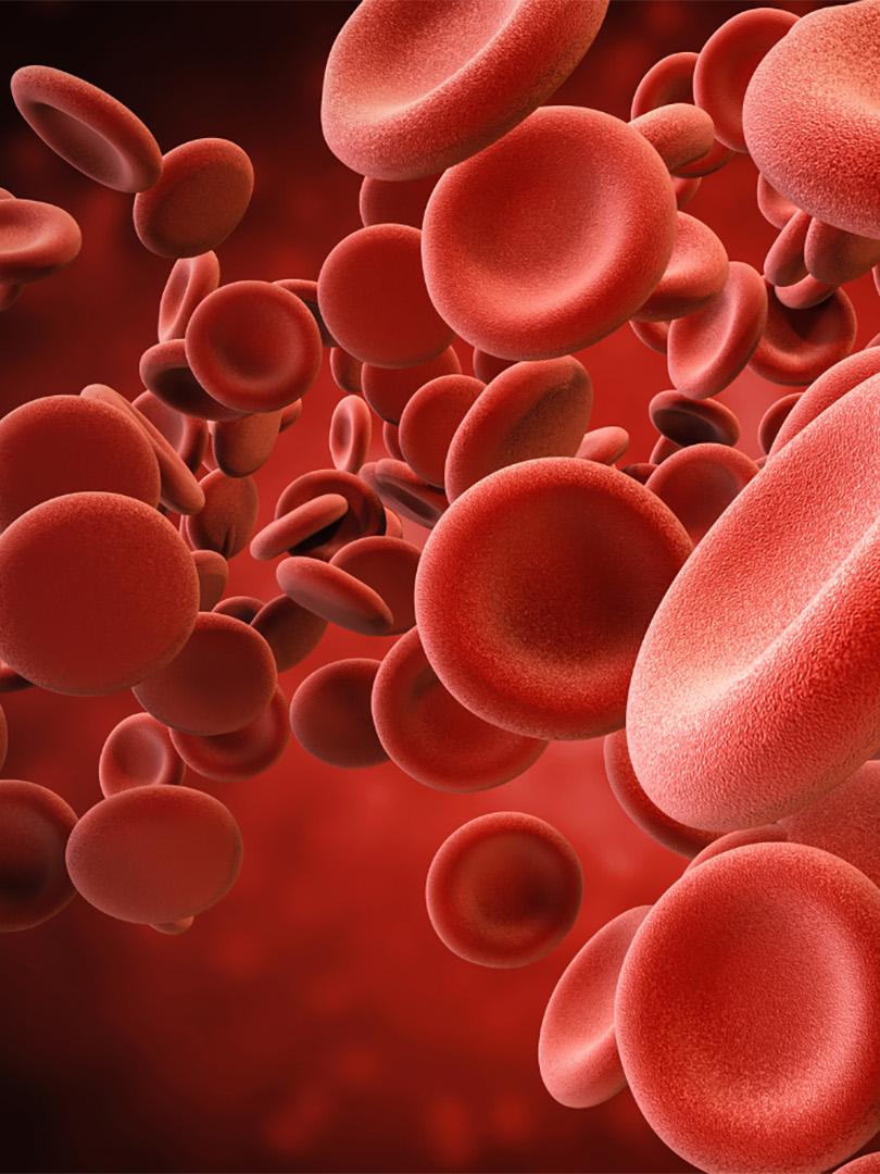 Red Blood cells moving in bloodstream